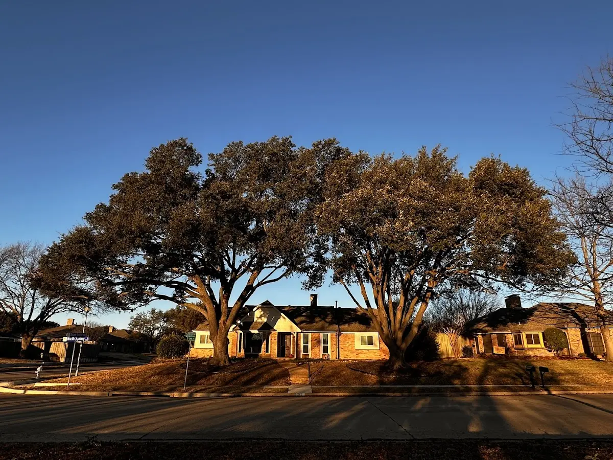 Established residential canopy tree shading a home in Montrose
